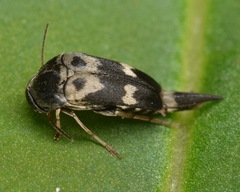 Glipa oculata