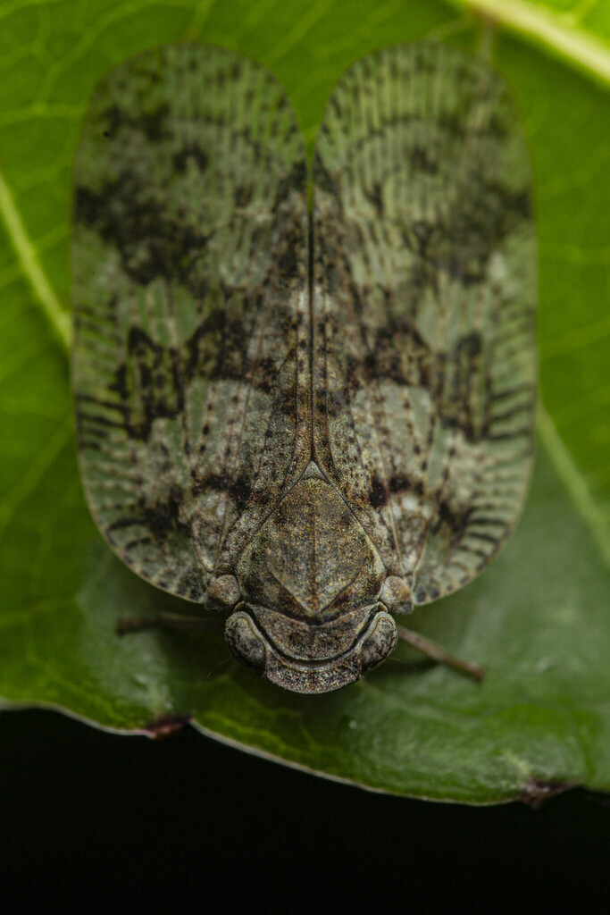 Privesa laevifrons