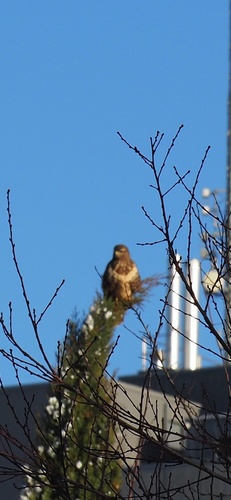 Mäusebussard