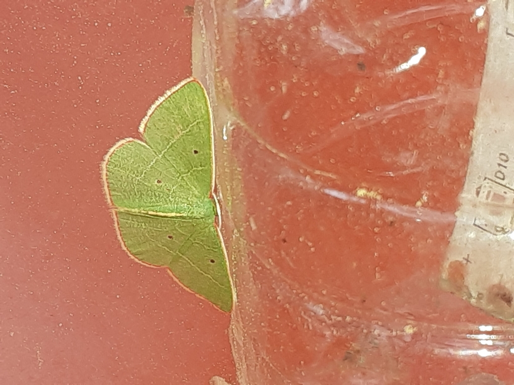 Eastern White-barred Emerald