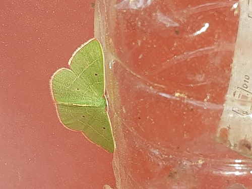 Eastern White-barred Emerald