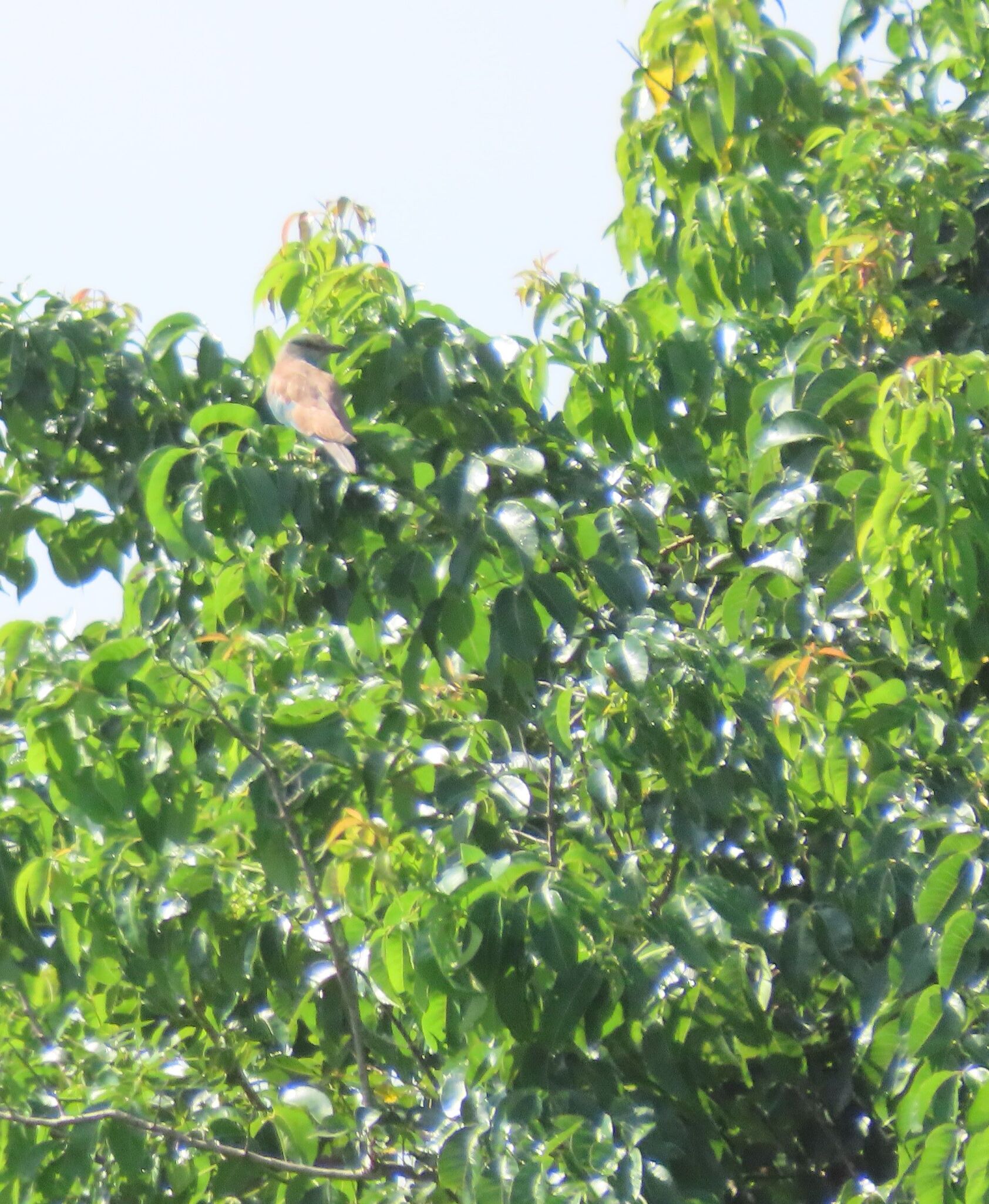 European Roller (Coracias garrulus), photo 4