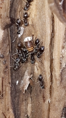 Myrmecophilus acervorum