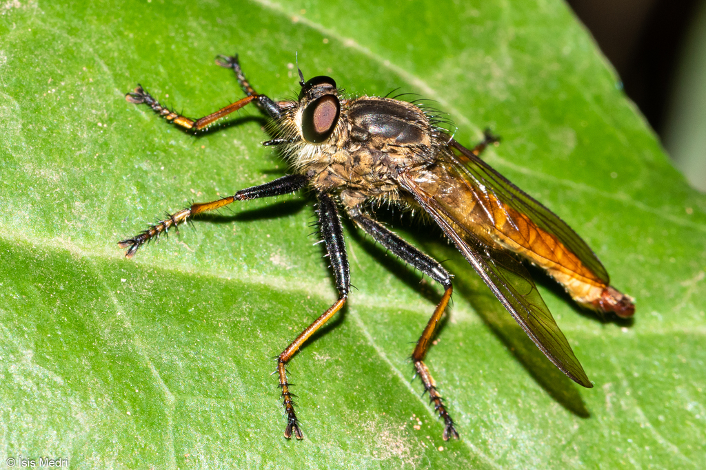 Eraxasilus