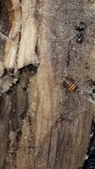 Myrmecophilus acervorum