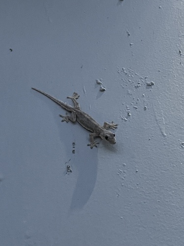Hemidactylus platyurus