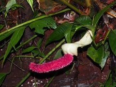 Anthurium formosum
