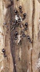 Myrmecophilus acervorum
