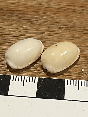 Notocypraea pulicaria observed 2026-01-11