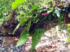 Anthurium formosum