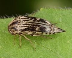 Tomoxia lineella