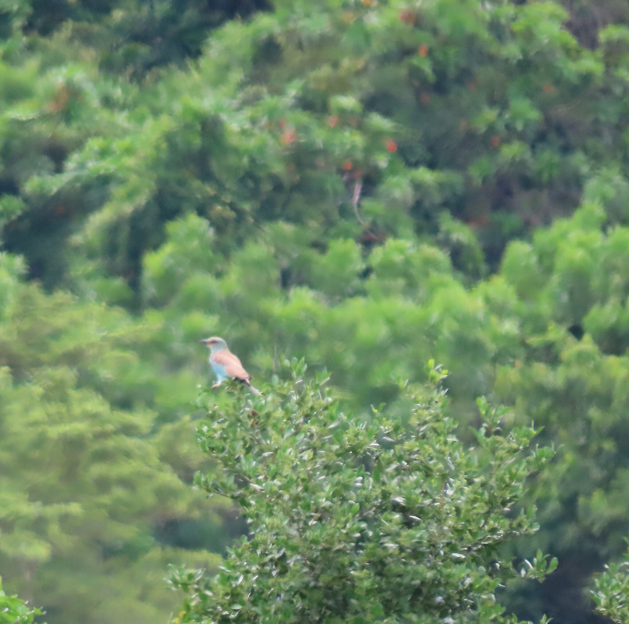 European Roller (Coracias garrulus), photo 1