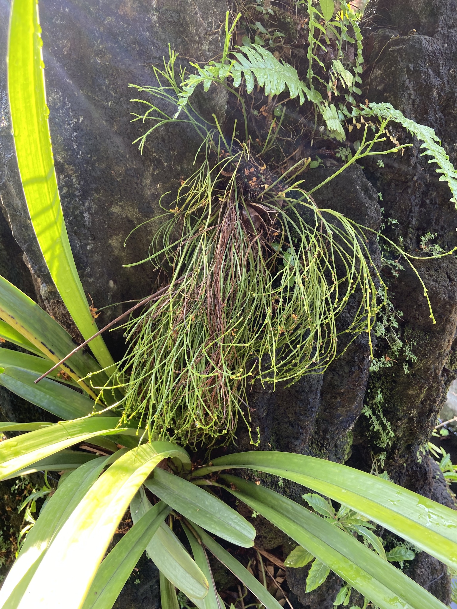 Psilotum nudum (Psilotum nudum)