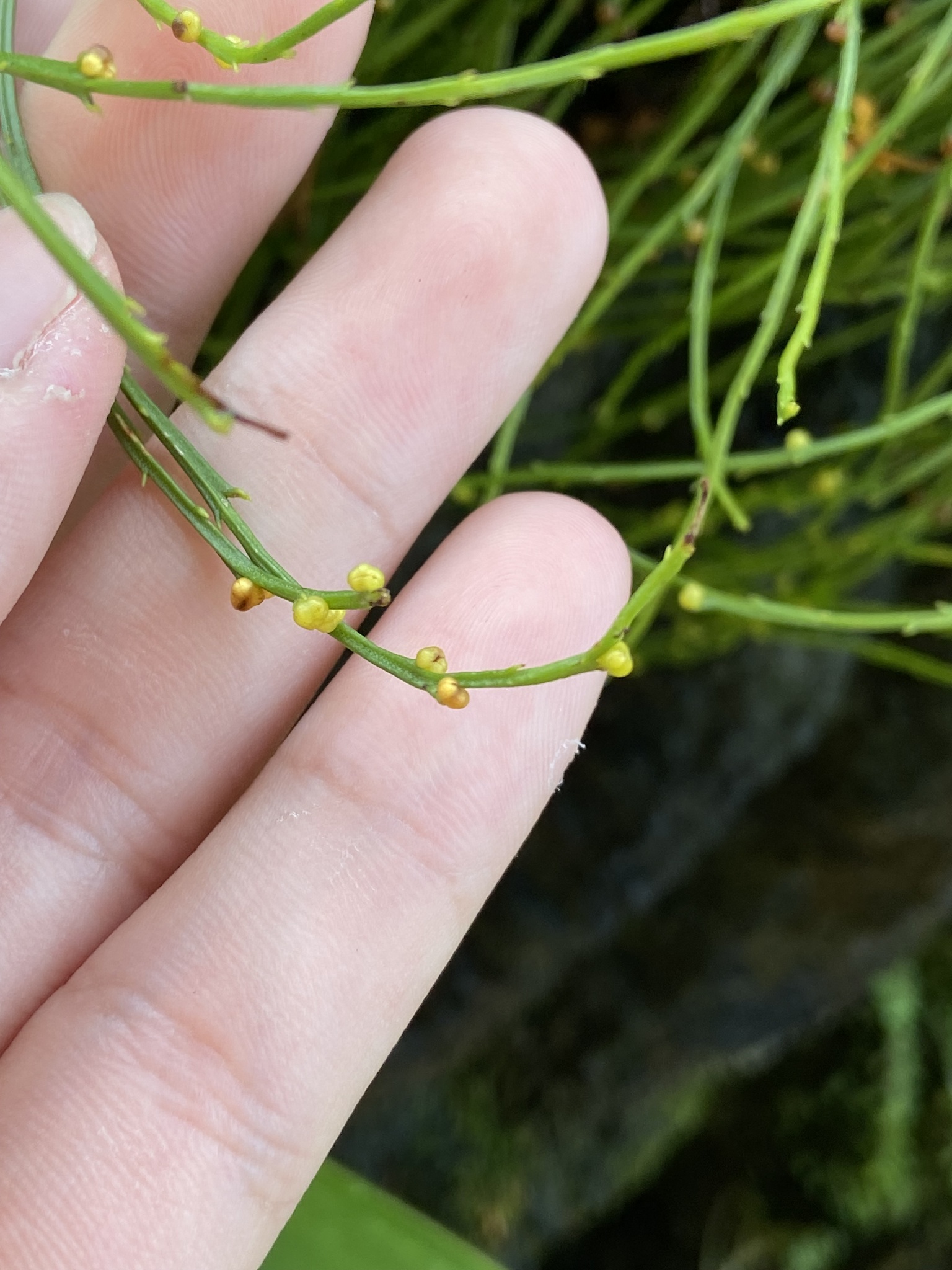 Psilotum nudum — ảnh 2