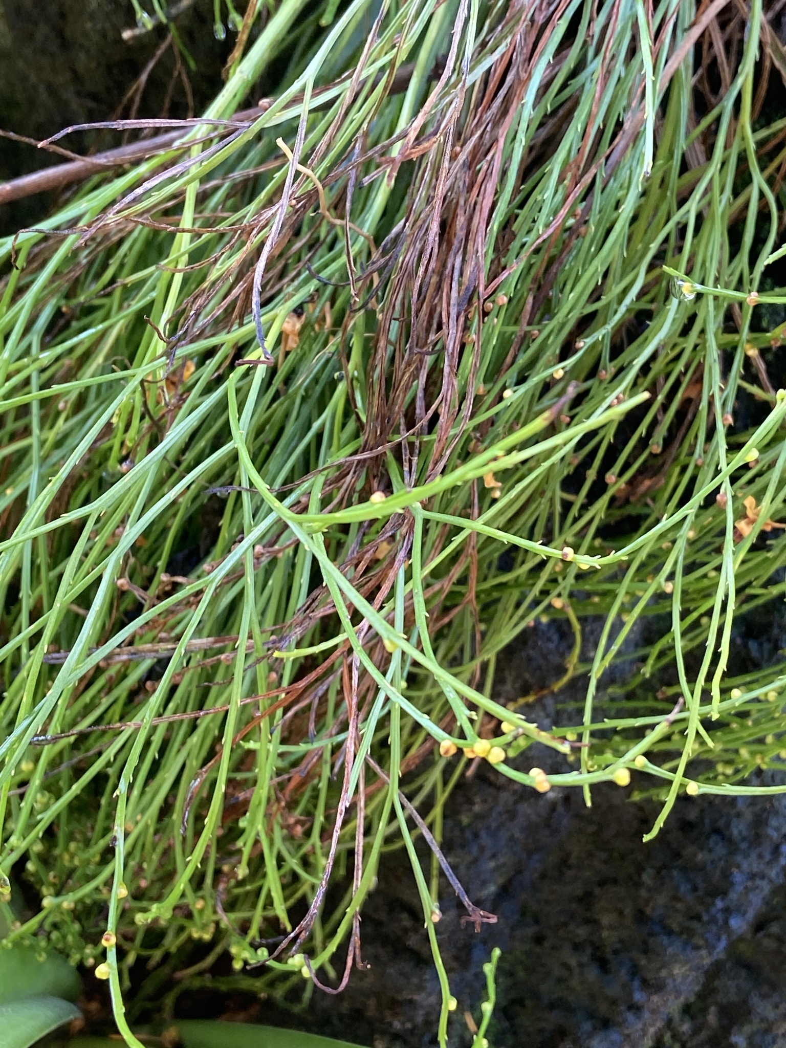 Psilotum nudum — ảnh 3
