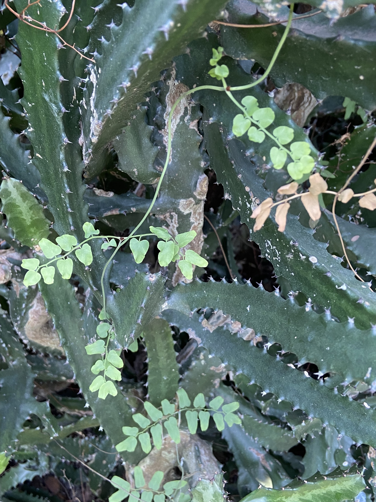 Lygodium microphyllum (Lygodium microphyllum)