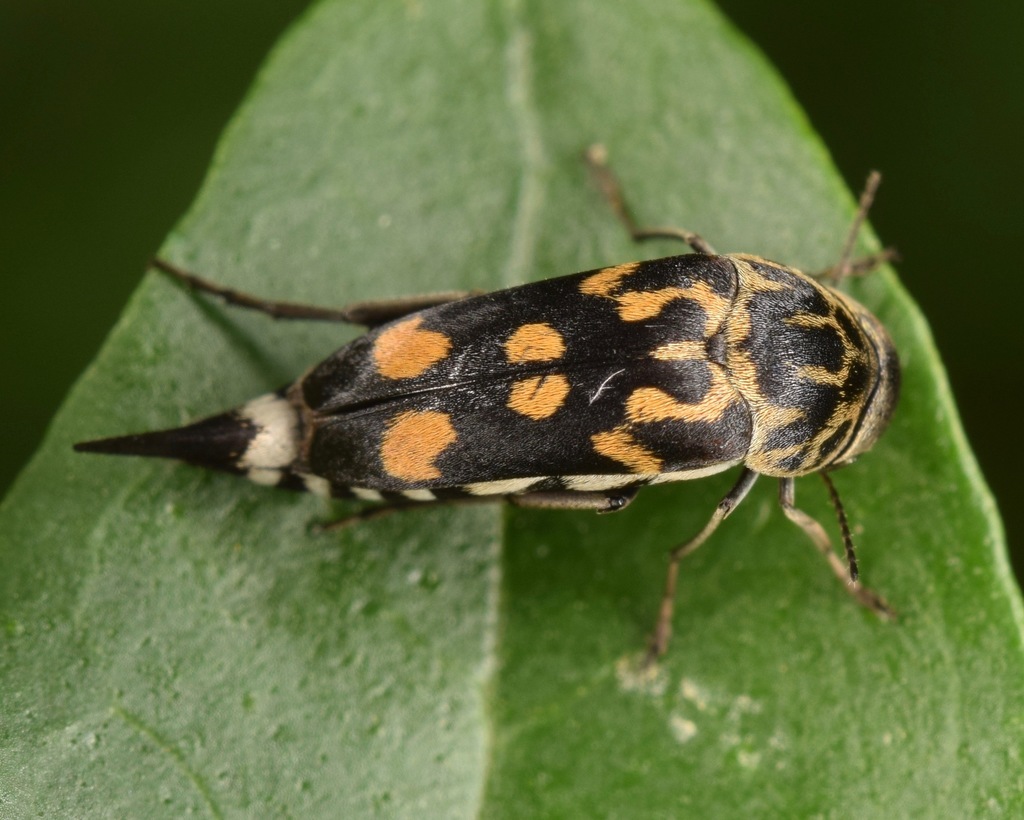 Eight-spotted Tumbling Flower Beetle