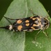 Eight-spotted Tumbling Flower Beetle - Photo (c) skitterbug, some rights reserved (CC BY), uploaded by skitterbug