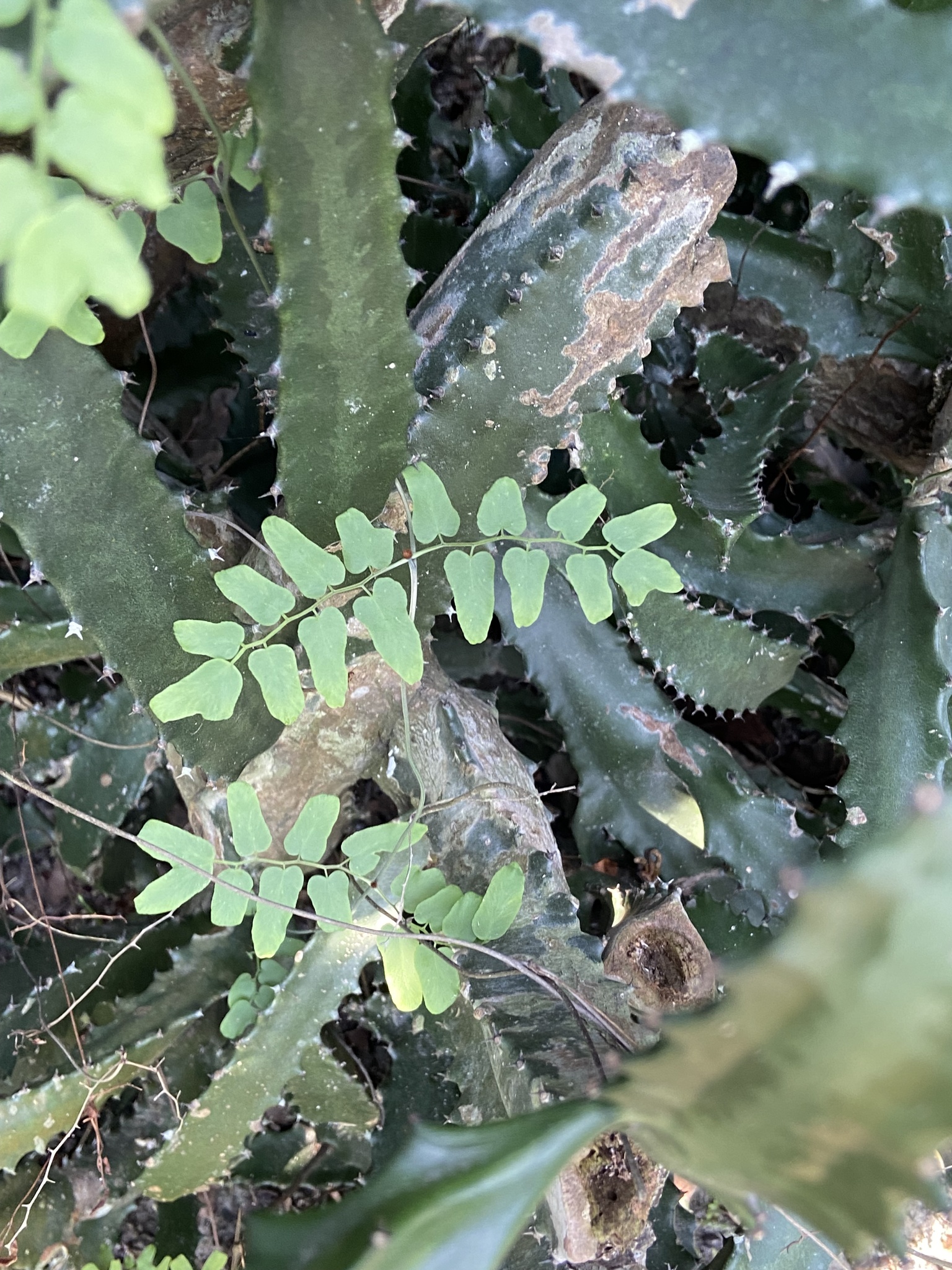 Lygodium microphyllum — ảnh 2