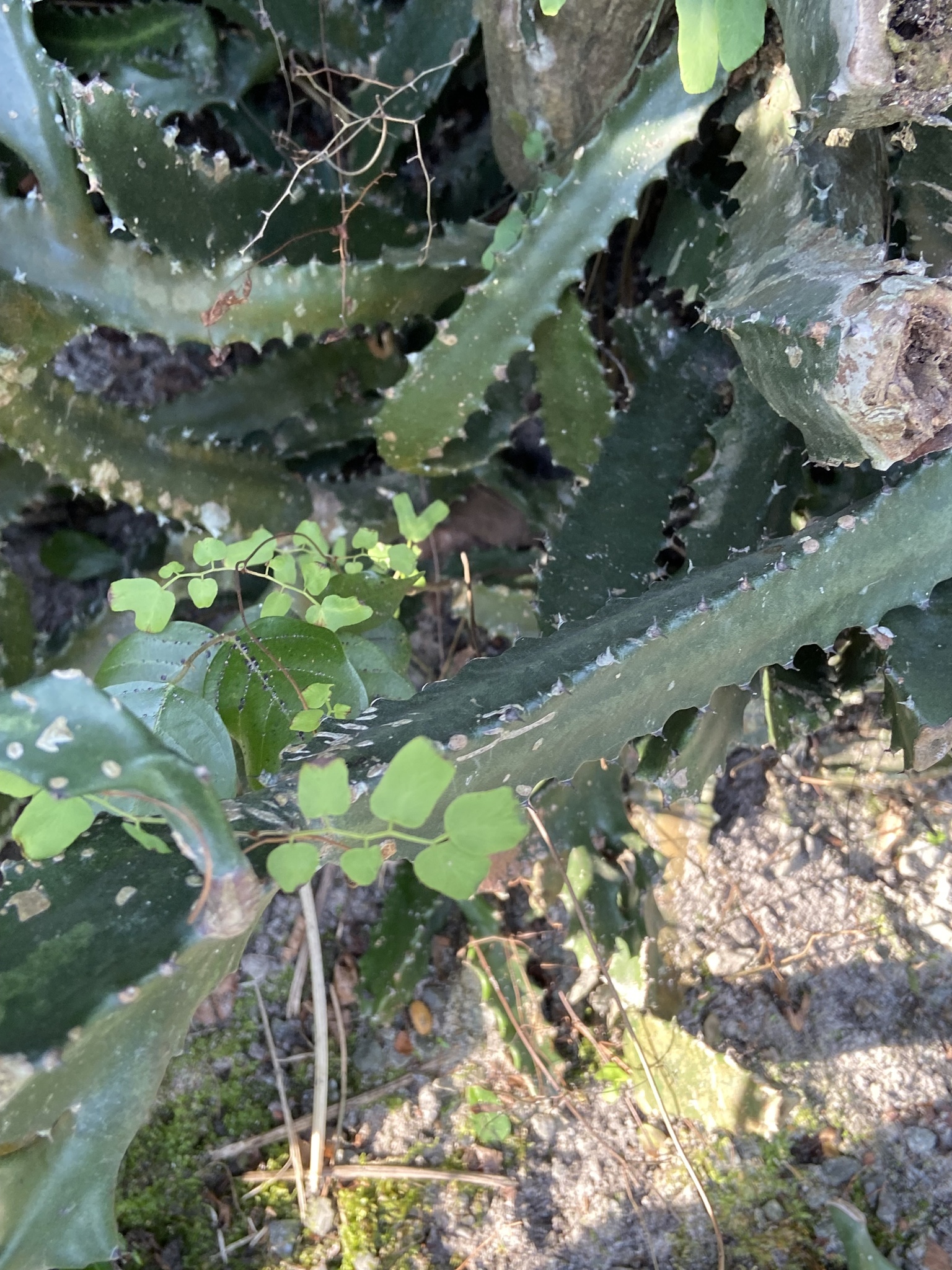Lygodium microphyllum — ảnh 3