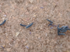 Cryptopygus antarcticus