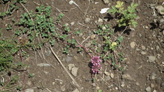 Trifolium burchellianum