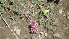 Trifolium burchellianum