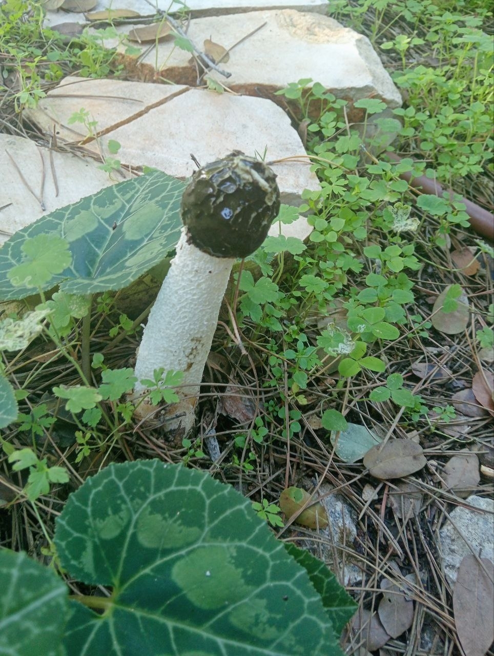 Sromotnik bezwstydny