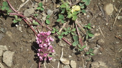 Trifolium burchellianum