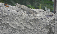 Ctenosaura similis