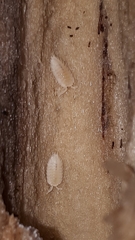 Platyarthrus hoffmannseggii