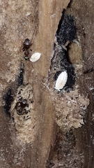 Platyarthrus hoffmannseggii