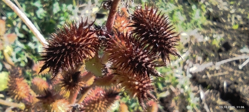 common cocklebur