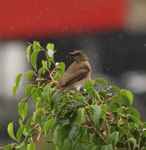 Black-billed Thrush (Turdus ignobilis), photo 10