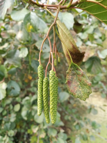 Iberian Alder