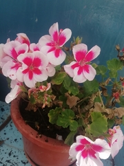 Pelargonium × hybridum