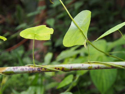 Cissampelos tropaeolifolia (Cissampelos tropaeolifolia)