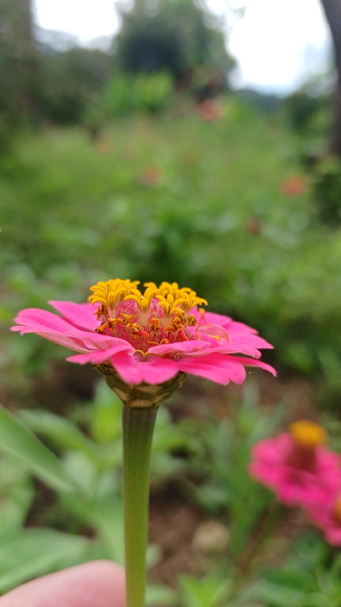 Zinnia elegans