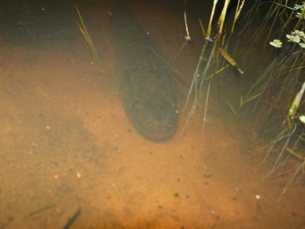 Trahira (Hoplias malabaricus) — Erythrinidae