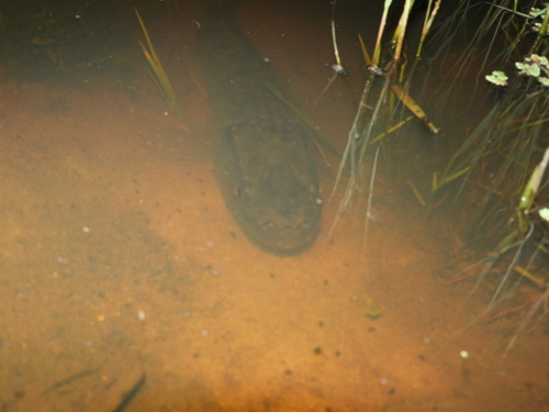 Trahira (Hoplias malabaricus) — Erythrinidae