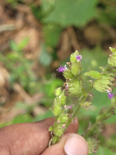Panicled Pogostemon (Pogostemon paniculatus)