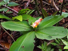 Costus malortieanus