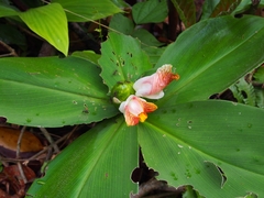 Costus malortieanus