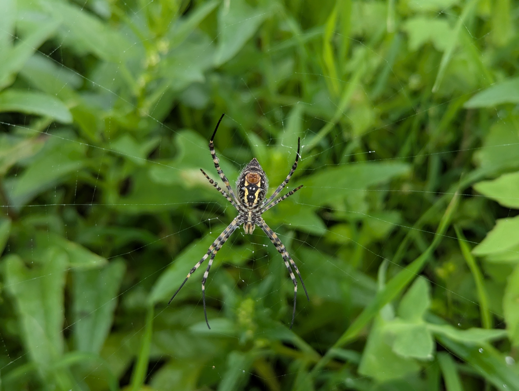Araña tigre