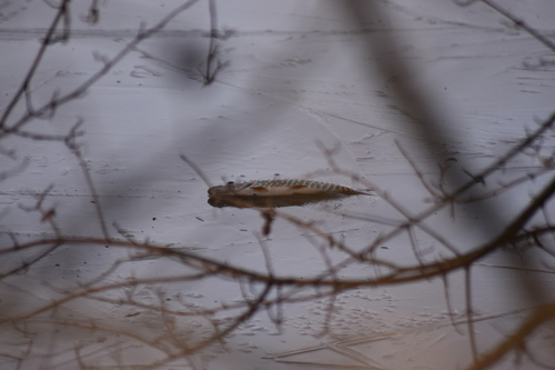 Esox lucius