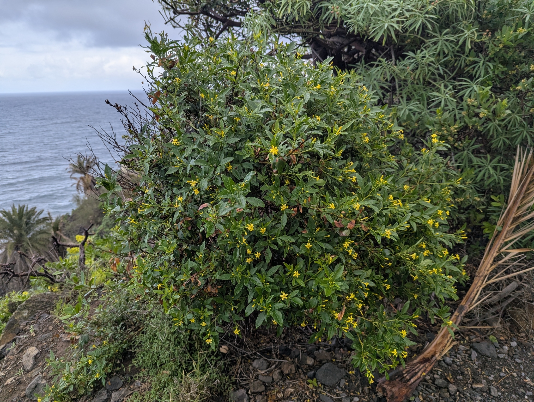 Chrysojasminum odoratissimum