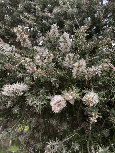 Modong (Melaleuca preissiana)