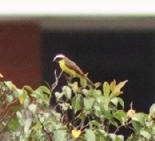 Rusty-margined Flycatcher (Myiozetetes cayanensis)