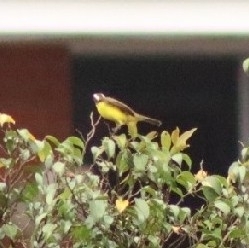 Rusty-margined Flycatcher (Myiozetetes cayanensis), photo 2