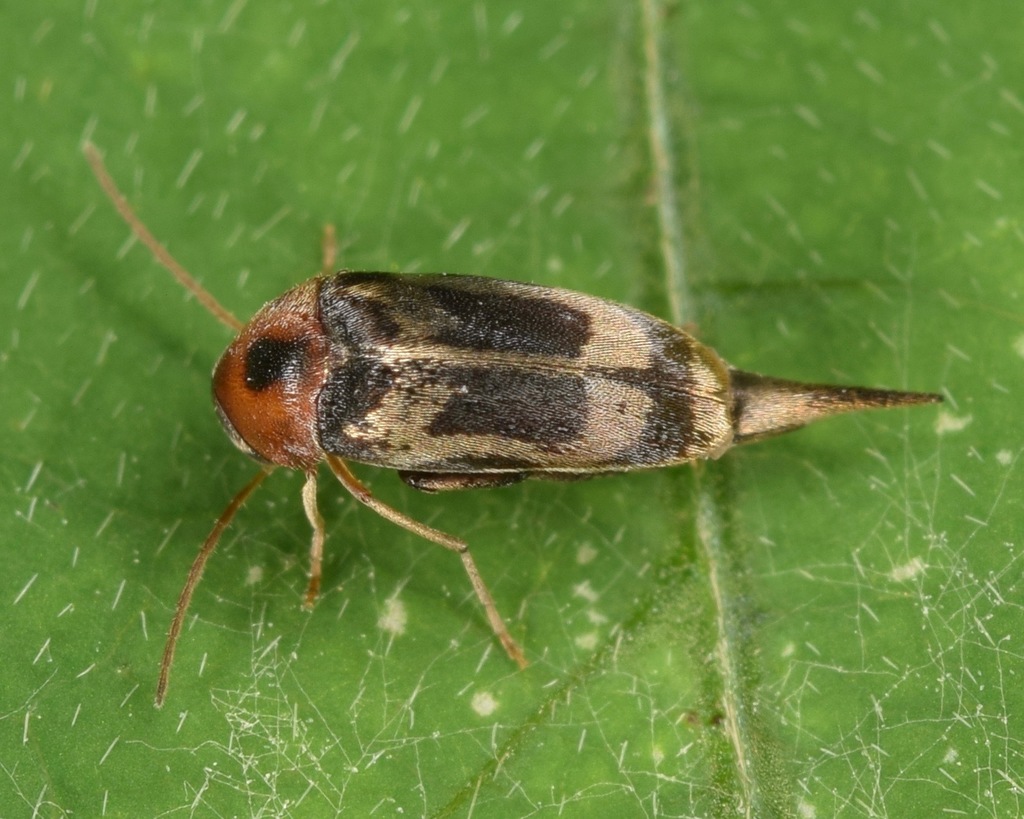 Falsomordellistena hebraica